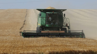 Bulgaria proh&iacute;be importar cereales ucranianos y Hungr&iacute;a ampl&iacute;a las restricciones