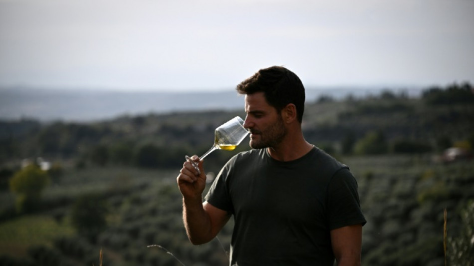 El cambio climático mina la producción de aceite de oliva italiano