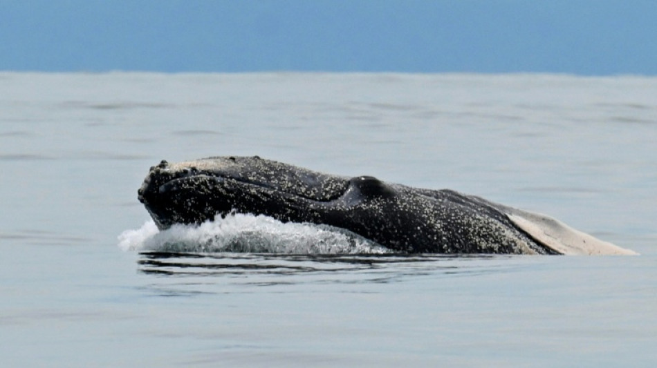 El tratado de alta mar alcanza las 60 ratificaciones necesarias para entrar en vigor