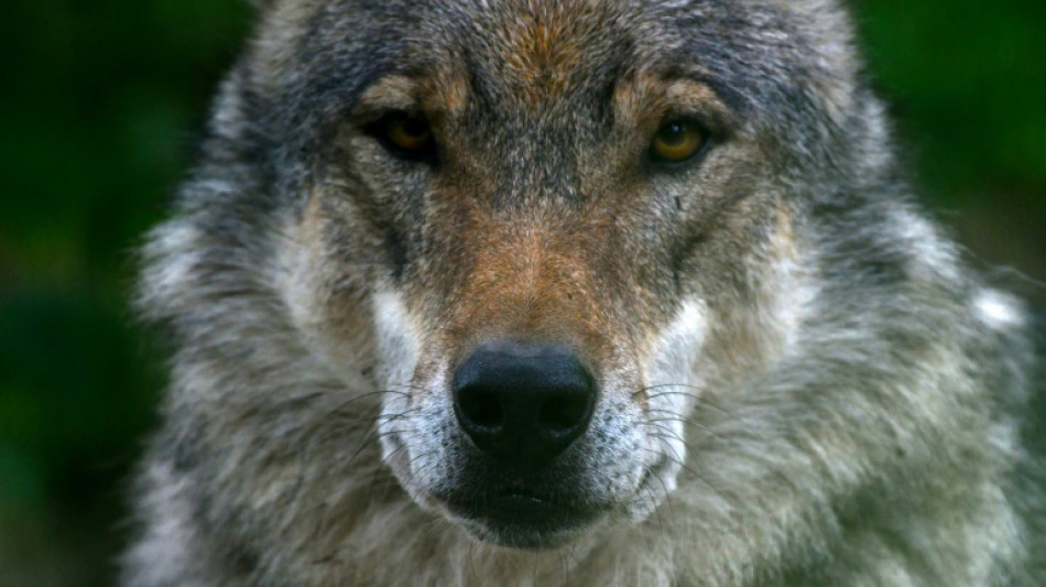 Lemke: Herdenschutz wichtigste Voraussetzung f&uuml;r Koexistenz mit Wolf