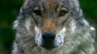 Lemke: Herdenschutz wichtigste Voraussetzung f&uuml;r Koexistenz mit Wolf