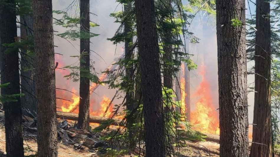 Aux Etats-Unis, un incendie hors de contr&ocirc;le menace les s&eacute;quoias g&eacute;ants du parc de Yosemite