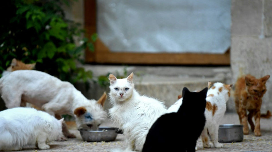 Plus de 150 chats délaissés dans 80 m2: 18 mois avec sursis requis à Nice