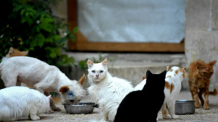 Plus de 150 chats délaissés dans 80 m2: 18 mois avec sursis requis à Nice