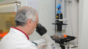 Trovata nei topi la proteina anti-stress dei follicoli piliferi