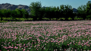 El tr&aacute;fico de metanfetaminas se ha "intensificado" en Afganist&aacute;n, afirma ONU