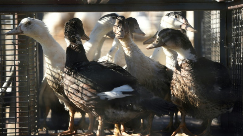 La vaccination contre la grippe aviaire? Une "bouée de sauvetage" espérée par les éleveurs landais