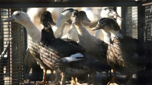 La vaccination contre la grippe aviaire? Une "bouée de sauvetage" espérée par les éleveurs landais