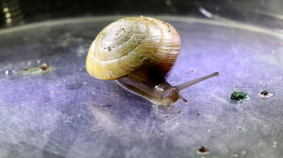 Erfolg f&uuml;r Artenschutz: Vom Aussterben bedrohte Schnecke wieder in Bermuda angesiedelt