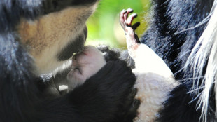 Monkey business: Neanderthals and ancient apes likely kissed too