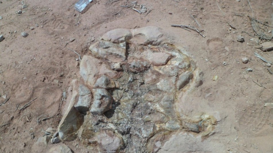 Hallan en Argentina una nueva especie de dinosaurio saur&oacute;podo