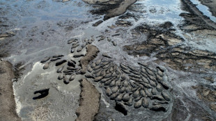 Hipop&oacute;tamos atrapados en el lodo de estaques semisecos en Botsuana