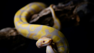 Un australiano es multado por surfear con una pit&oacute;n