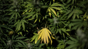 BGH verhandelt &uuml;ber Werbung f&uuml;r medizinisches Cannabis auf Rezept