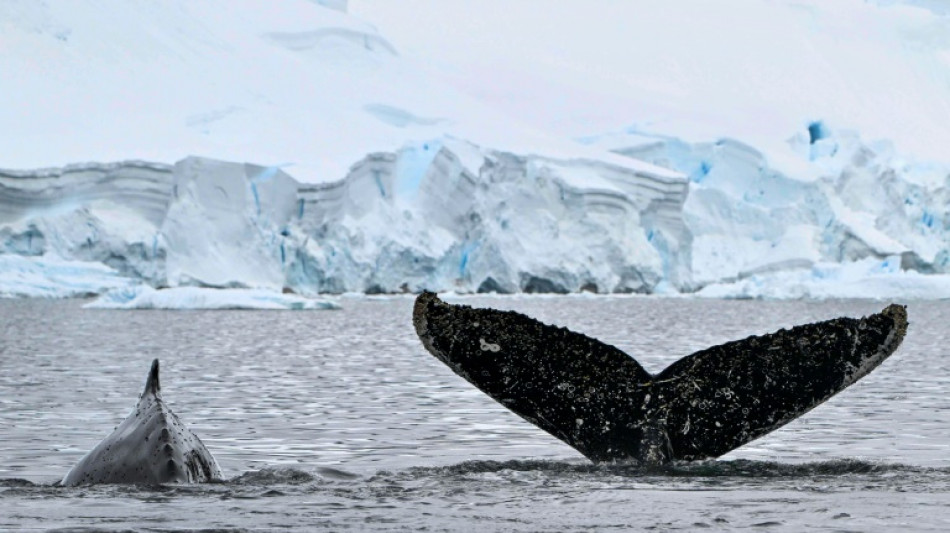 L'Antarctique menac&eacute; &agrave; son tour par les microplastiques