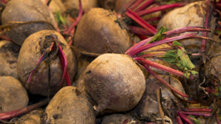 Betterave: nouvelle d&eacute;rogation valid&eacute;e pour les n&eacute;onicotino&iuml;des