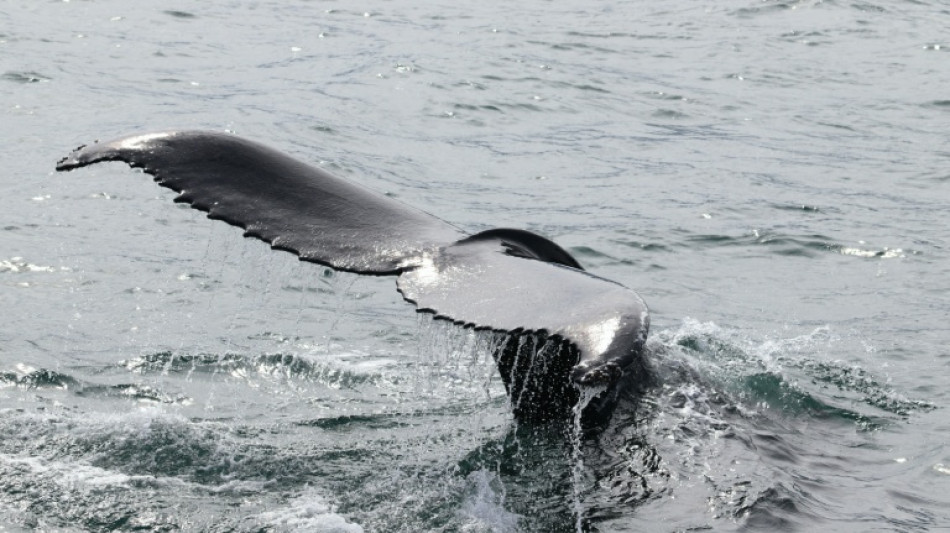L'Islande vers la fin de la chasse &agrave; la baleine