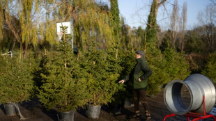 Alquilar un &aacute;rbol para una Navidad m&aacute;s ecol&oacute;gica en Londres