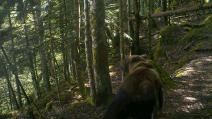 L'ours "poursuit son développement" dans les Pyrénées mais son avenir n'est pas garanti