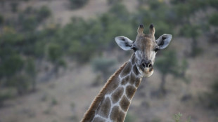 Nueva clasificación científica revela cuatro especies de jirafa en lugar de una