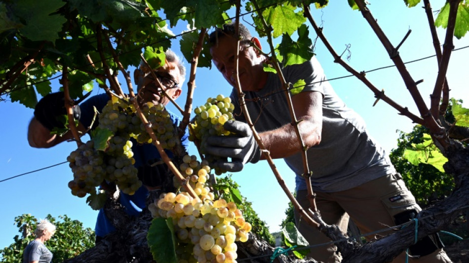 Weltweiter Trend zu Weißwein: Deutsche Winzer steigern Exportmenge