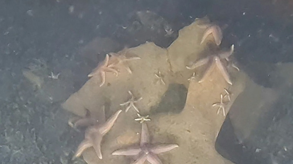 Sea life thriving on unexploded Nazi bombs, sub discovers