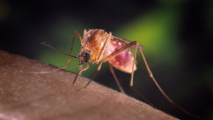 West Nile, primo caso in Valle d'Aosta