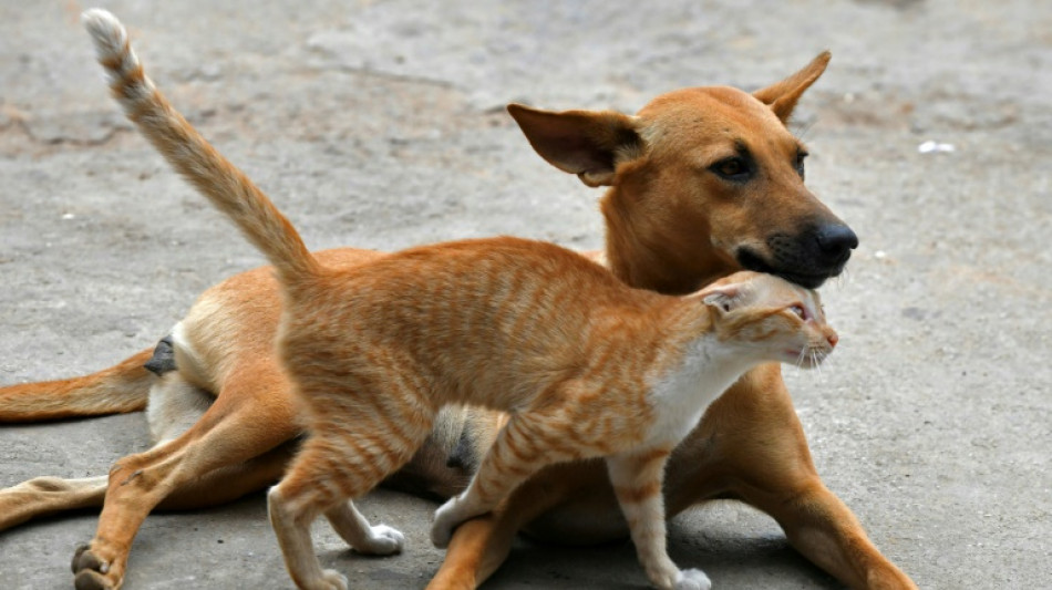 EU parliament adopts new rules to protect cats, dogs