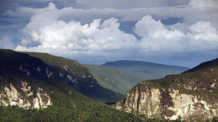 Amazzonia, l''Internet' della foresta aiuta uccelli e scimmie a comunicare