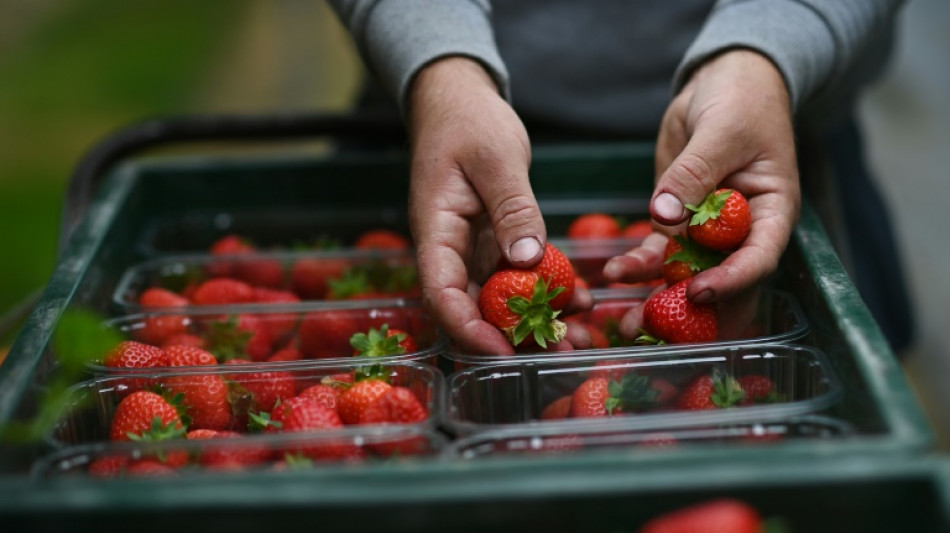 Umweltsch&uuml;tzer warnen vor Pestizidbelastung von Erdbeeren