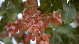 Las crecientes sequ&iacute;as alientan el boom del pistacho en Espa&ntilde;a