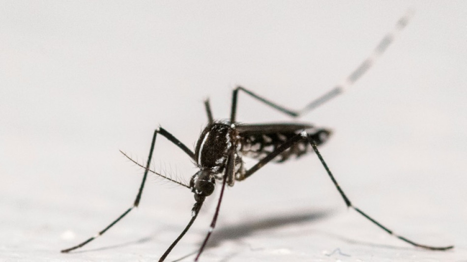 Record number of mosquito-borne disease outbreaks in Europe: health agency