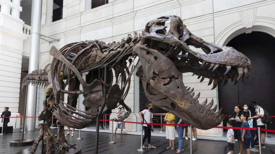 Frattura in guarigione cristallizzata nel tempo in una costola di T-rex