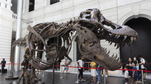 Frattura in guarigione cristallizzata nel tempo in una costola di T-rex
