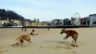 Hallan 32 perros muertos de hambre en una finca en España