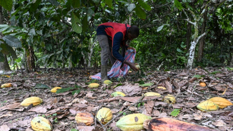 C&ocirc;te d'Ivoire: peur sur la r&eacute;colte de cacao apr&egrave;s de trop fortes pluies