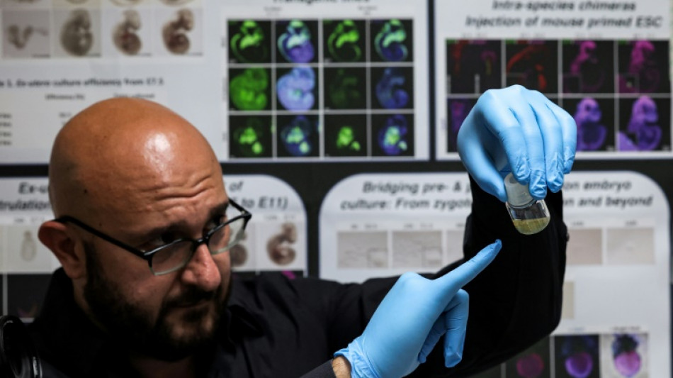 Unos cient&iacute;ficos crean estructuras similares al embri&oacute;n humano sin esperma ni &oacute;vulos