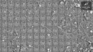 Des neurones dou&eacute;s de sensations ont appris &agrave; jouer &agrave; un jeu vid&eacute;o