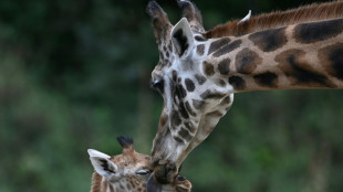 Forscher: Alternde Zootiere gef&auml;hrden langfristige Ziele im Artenschutz