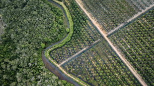 'Lungs of the Earth': the Indonesians fighting for peatland