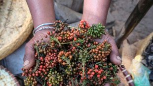 Prized wild pepper at risk in Madagascar's shrinking forests