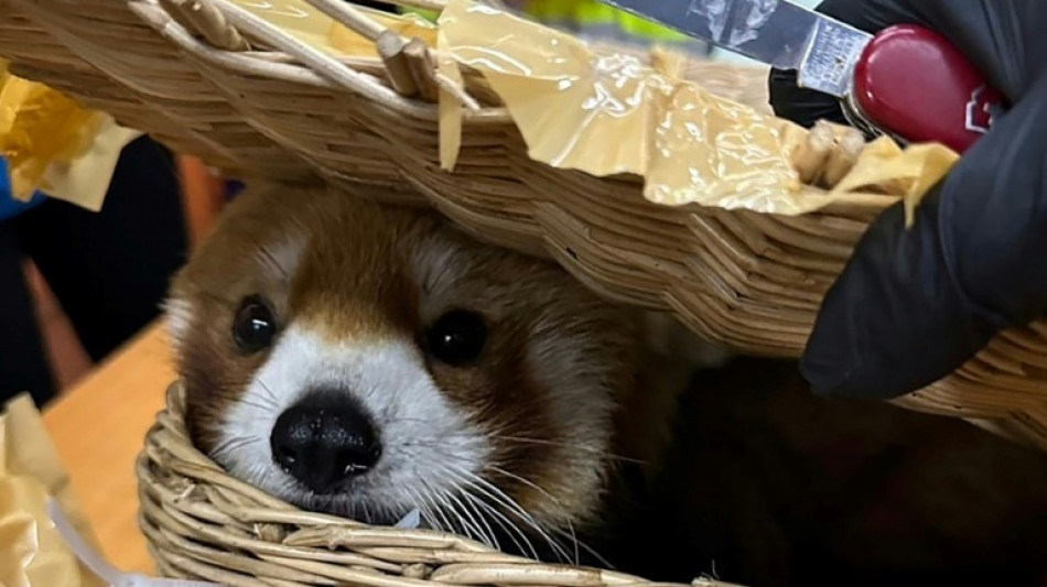Tailandia encuentra un panda rojo destinado al tr&aacute;fico ilegal y detiene a seis indios