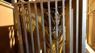 Dos leones y dos tigres ucranianos, refugiados en los Países Bajos