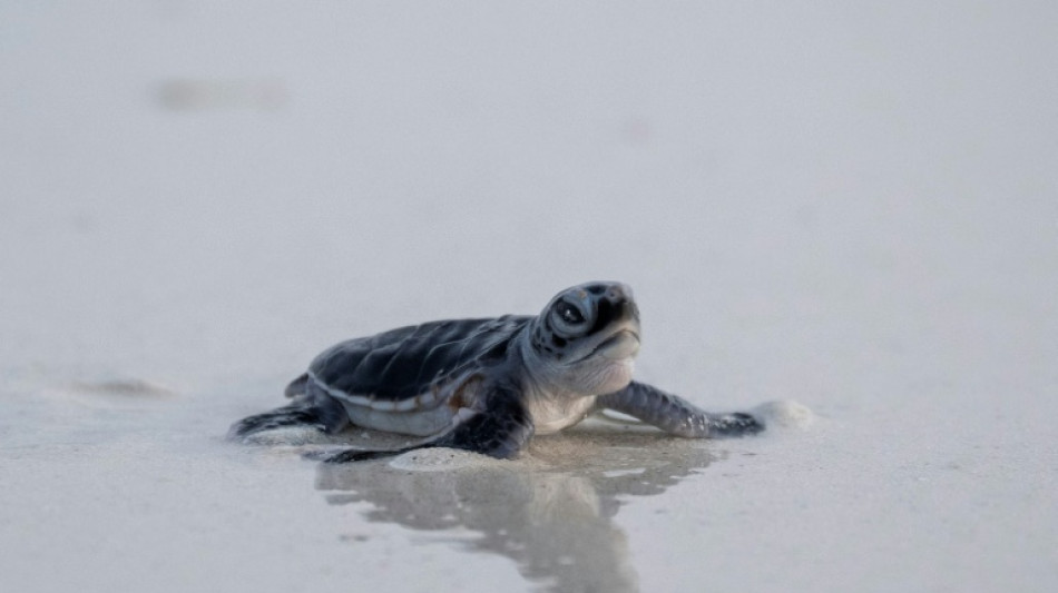 As species decline, green turtles offer glimmer of hope