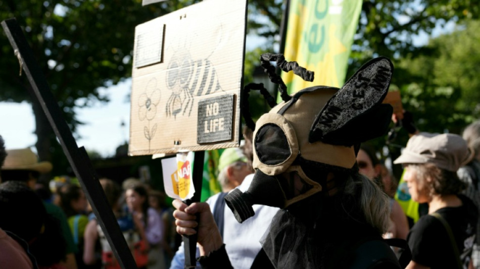 Indigna&ccedil;&atilde;o na Fran&ccedil;a com lei que permite o uso de pesticidas prejudiciais &agrave;s abelhas