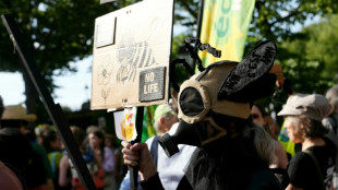 Indigna&ccedil;&atilde;o na Fran&ccedil;a com lei que permite o uso de pesticidas prejudiciais &agrave;s abelhas
