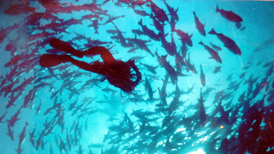 Studio, 'ecco i pesci del Mar Rosso che invaderanno il Mediterraneo'