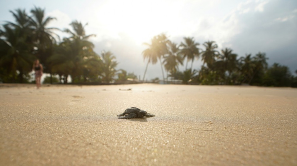 Au Gabon, la lutte pour faire vivre les b&eacute;b&eacute;s tortues marines