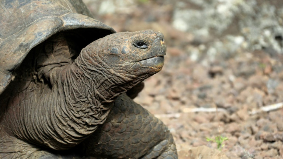Ermittlungen wegen mutma&szlig;licher Jagd auf Riesenschildkr&ouml;ten auf Gal&aacute;pagos-Inseln