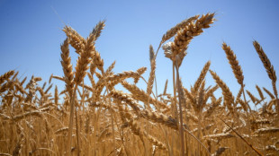 Se dispara el precio del trigo tras la decisi&oacute;n india de suspender sus exportaciones